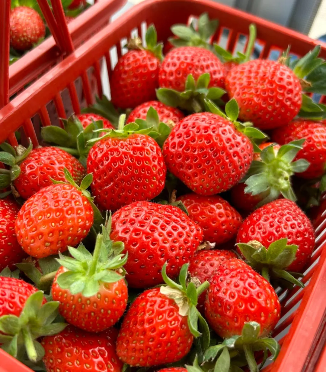 Jahody Four Seasons Red – teraz za najnižšie ceny!(1 balenie 200 semien)