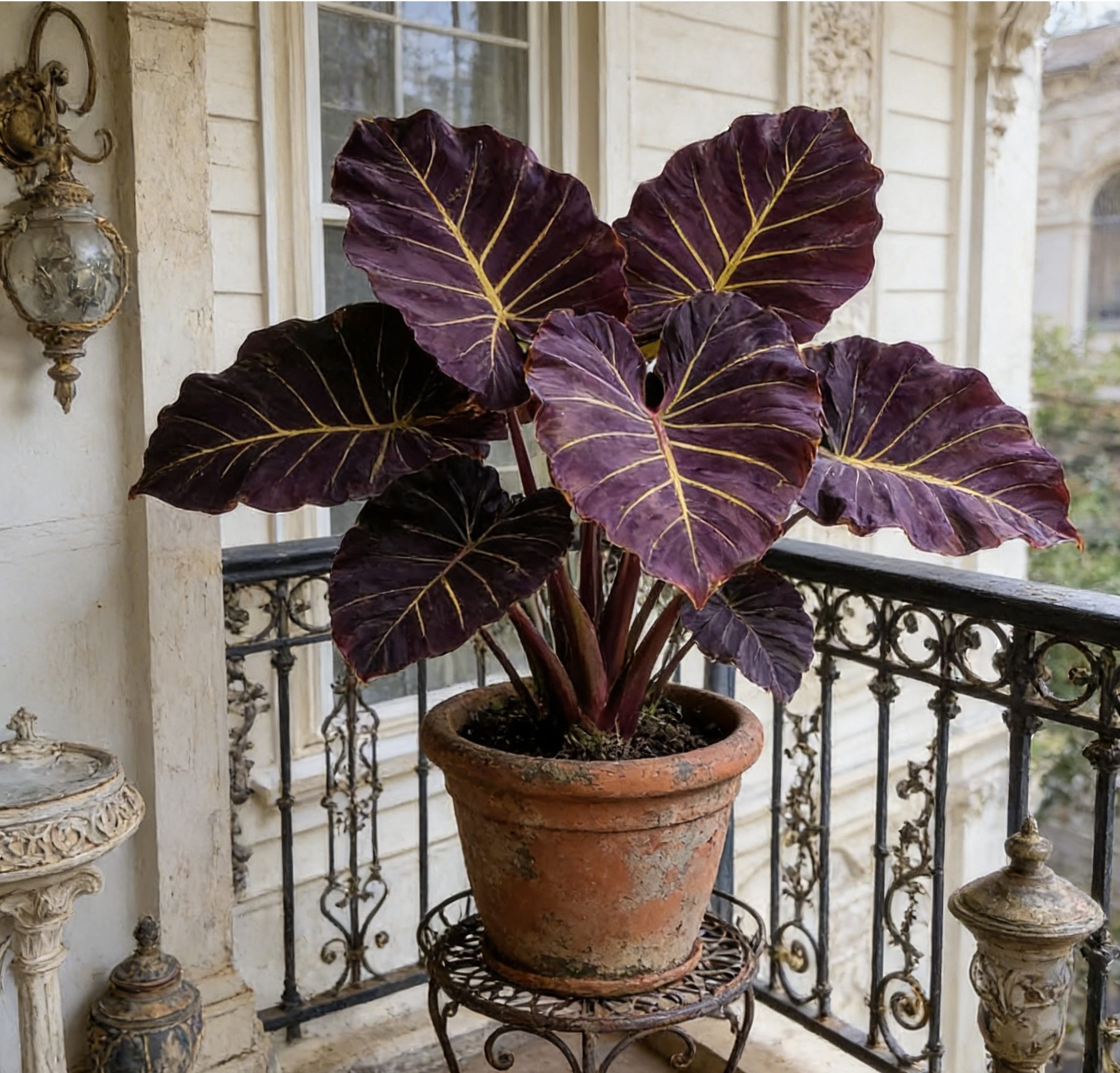 🌿 Semeno obřího kaládia | Oční centrum zahrady · Fantastické barvy po celé roky