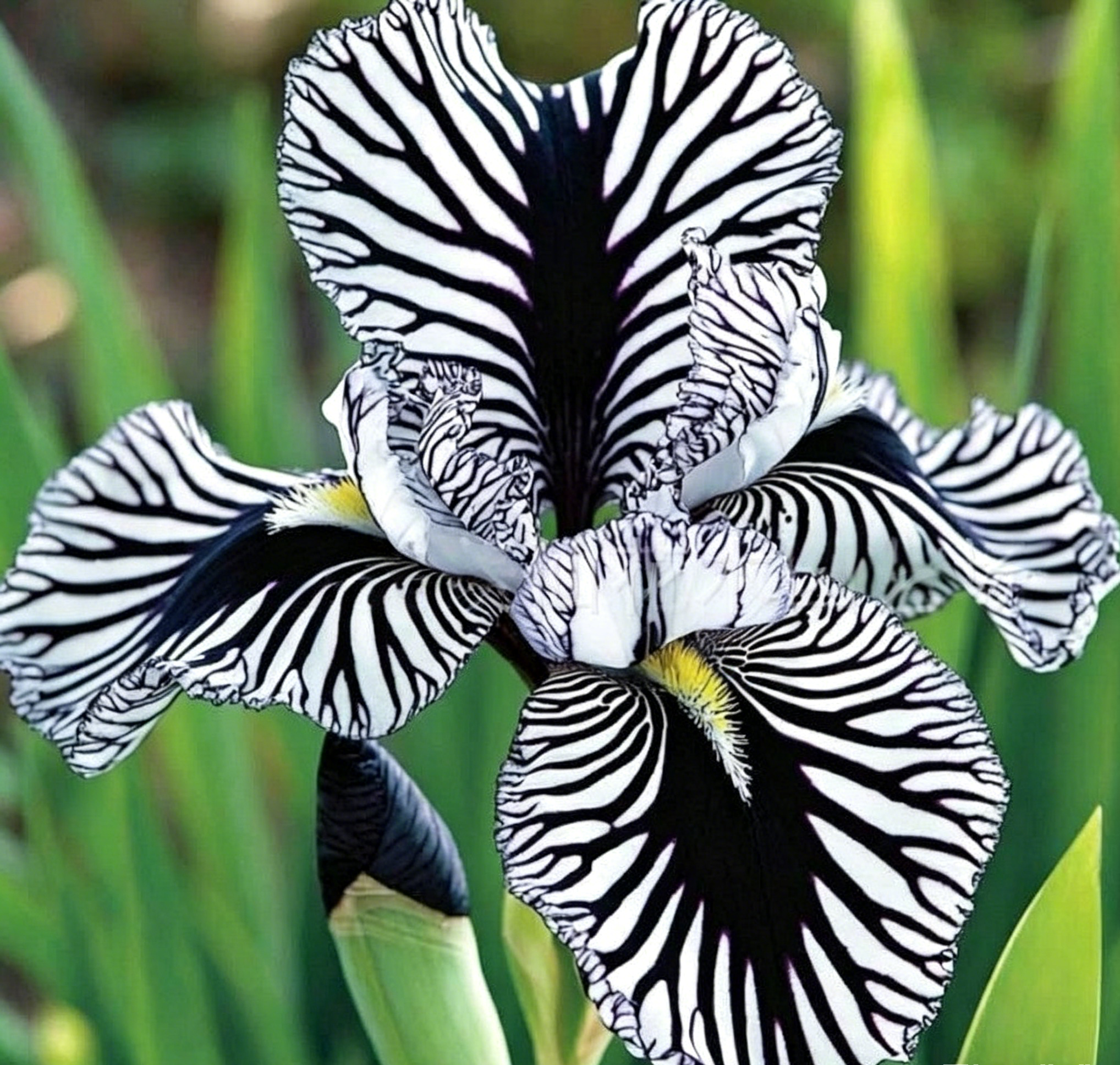 Podrobný popis semínák Iris Zebra – Exotická krása pro váš zahradní oázu