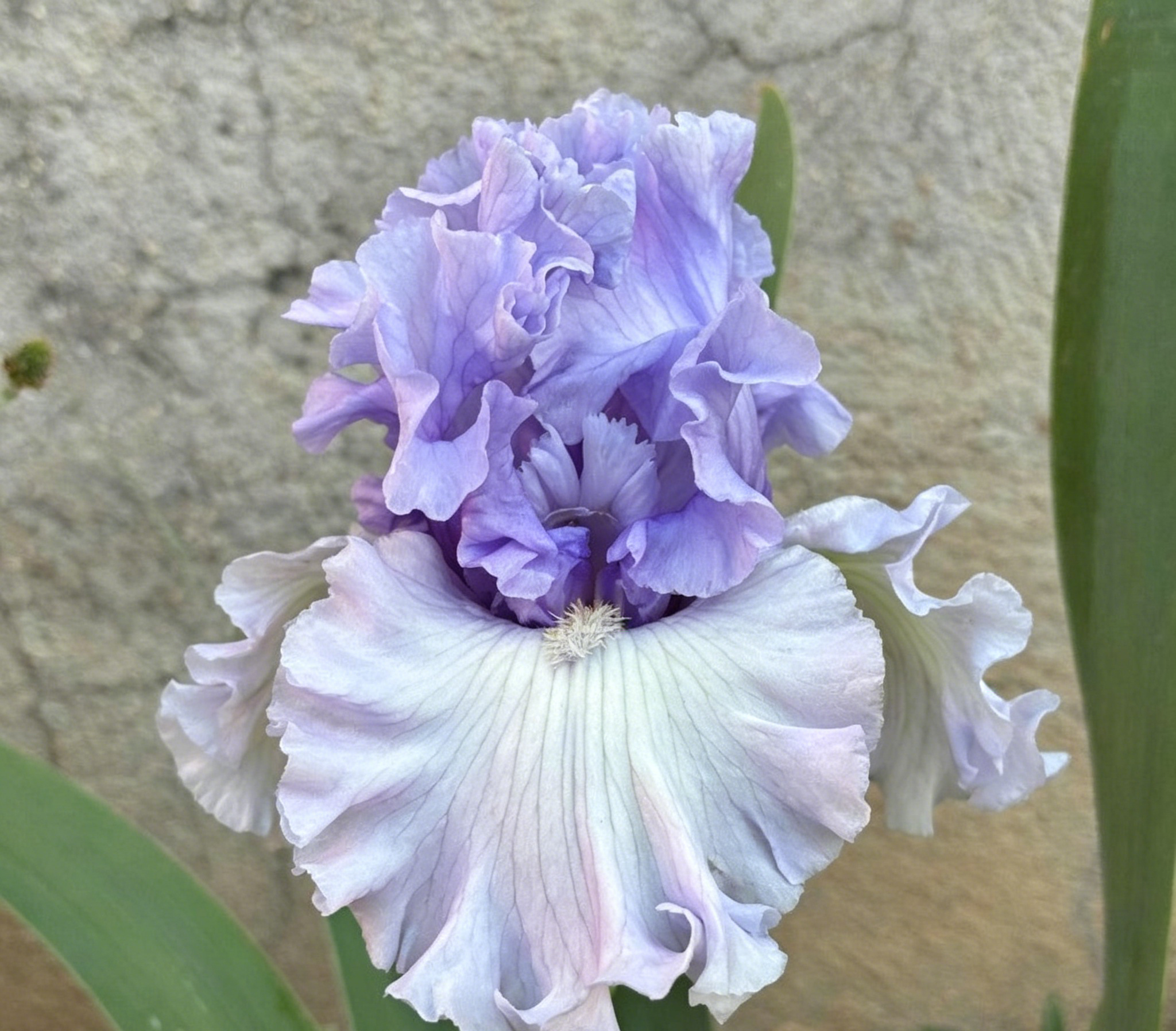 Podrobný popis semínák Iris Zebra – Exotická krása pro váš zahradní oázu