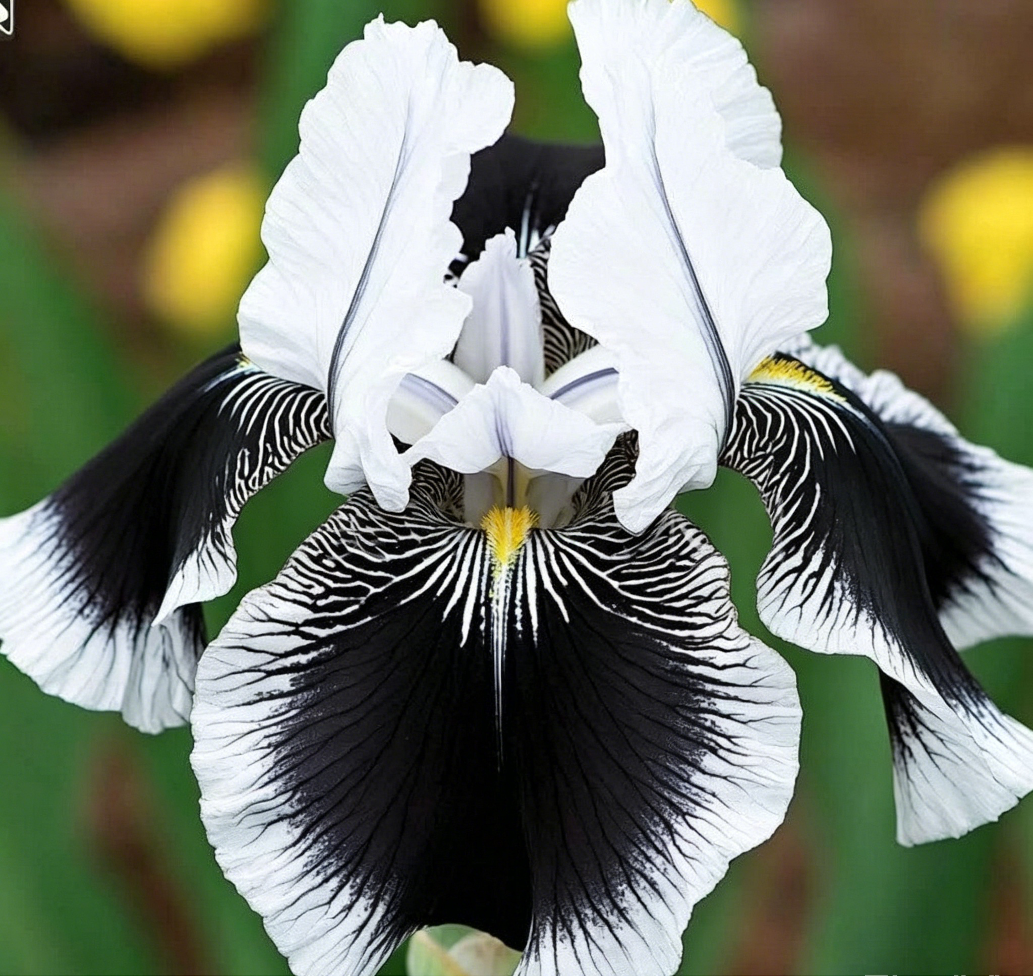 Podrobný popis semínák Iris Zebra – Exotická krása pro váš zahradní oázu