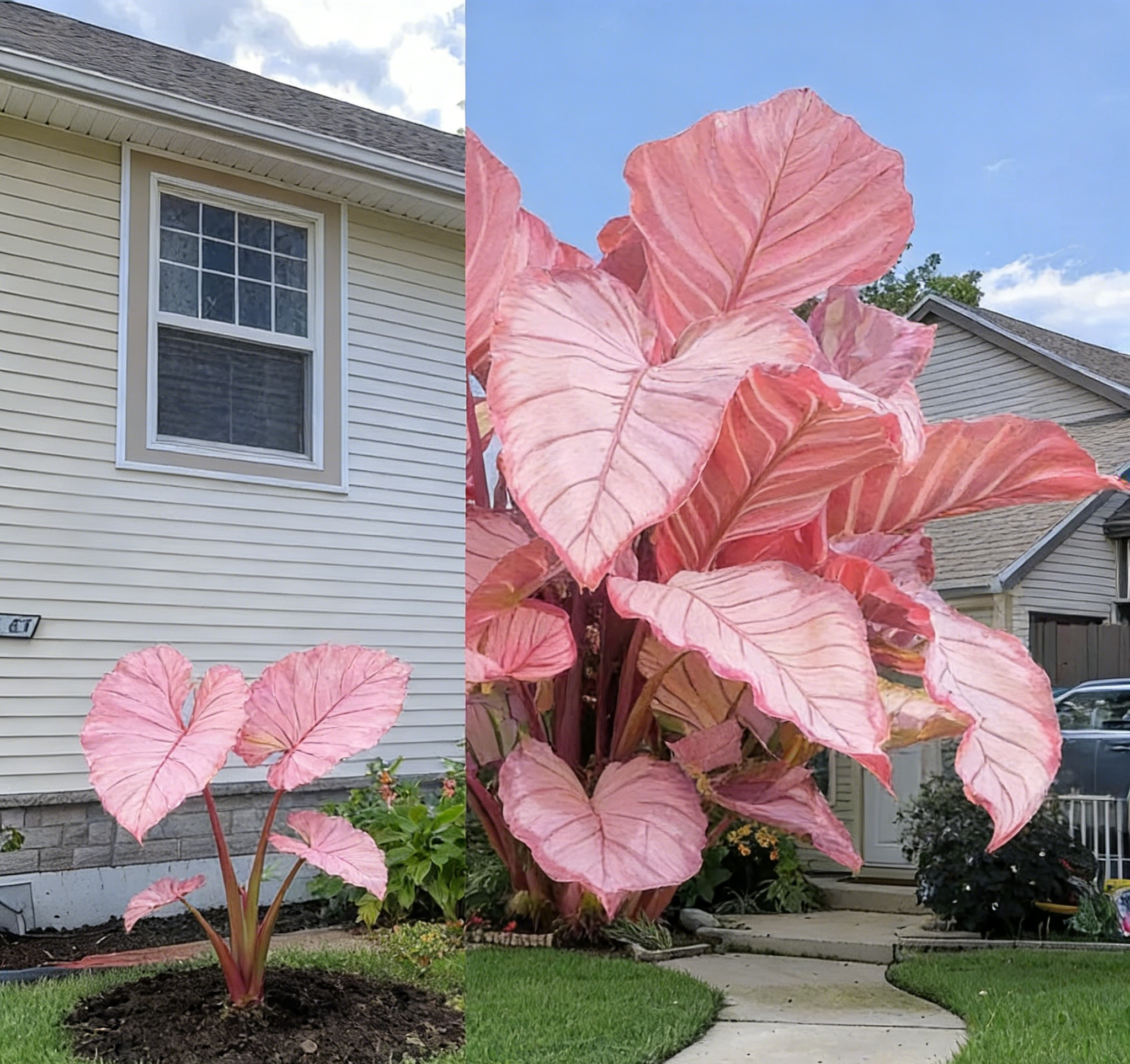 🌿 Semeno obřího kaládia | Oční centrum zahrady · Fantastické barvy po celé roky