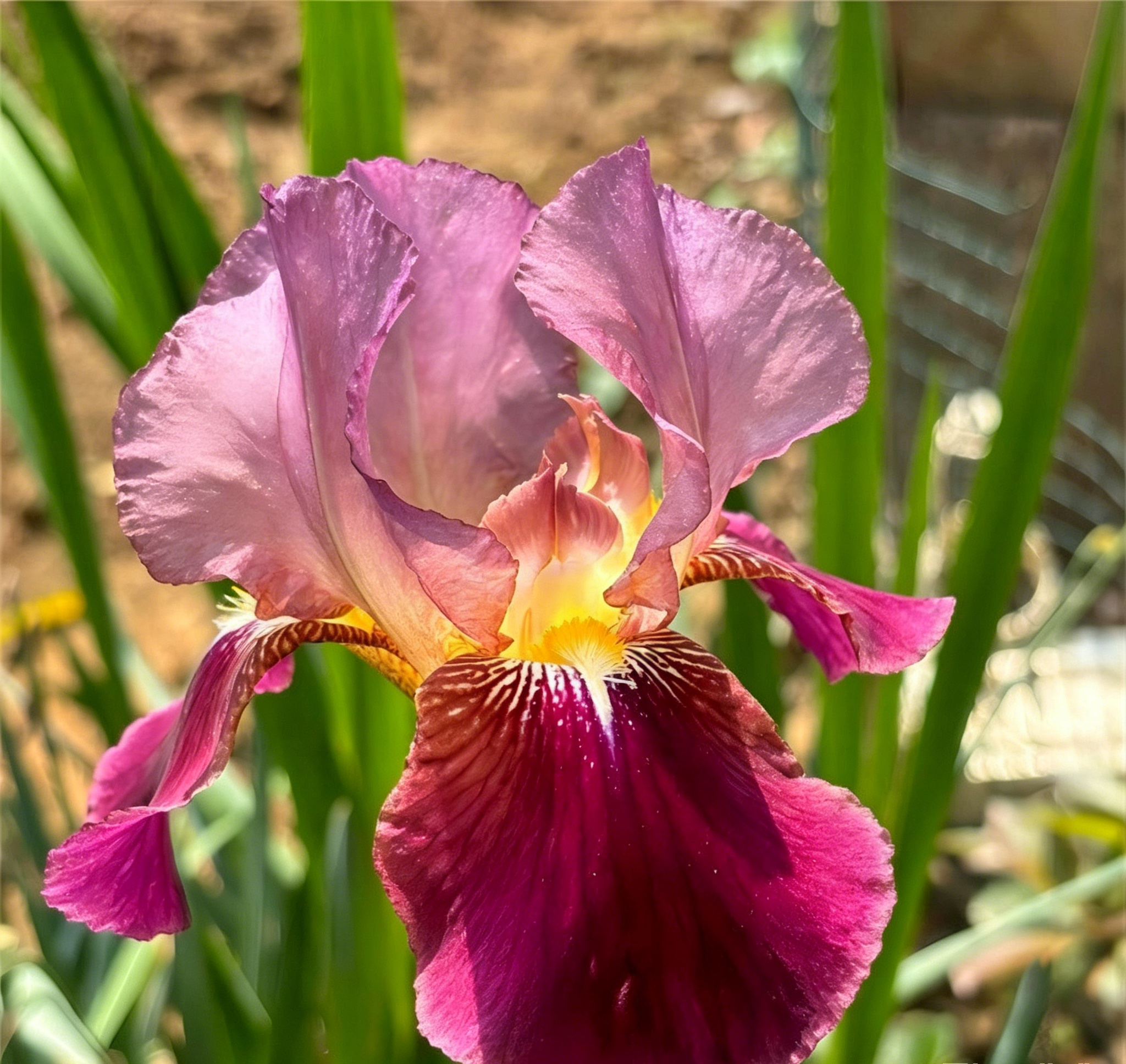 Podrobný popis semínák Iris Zebra – Exotická krása pro váš zahradní oázu