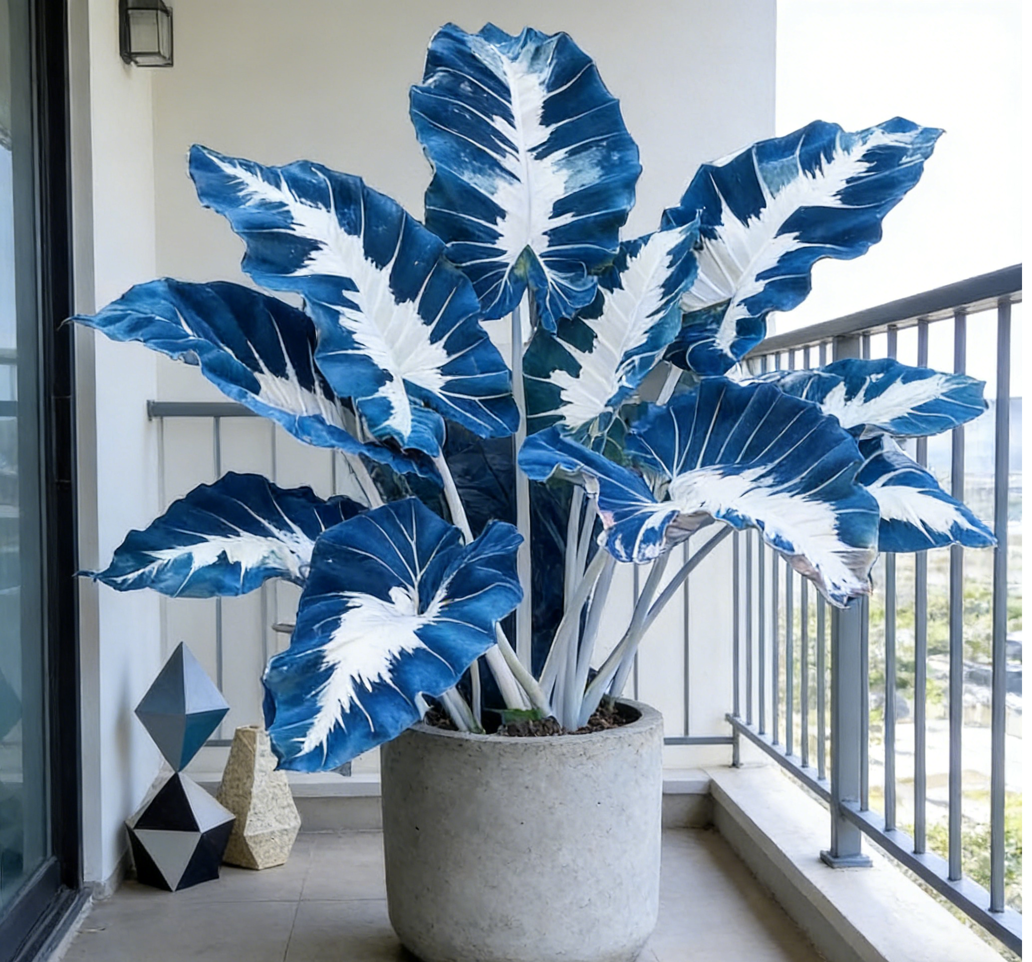 🌿 Semeno obřího kaládia | Oční centrum zahrady · Fantastické barvy po celé roky