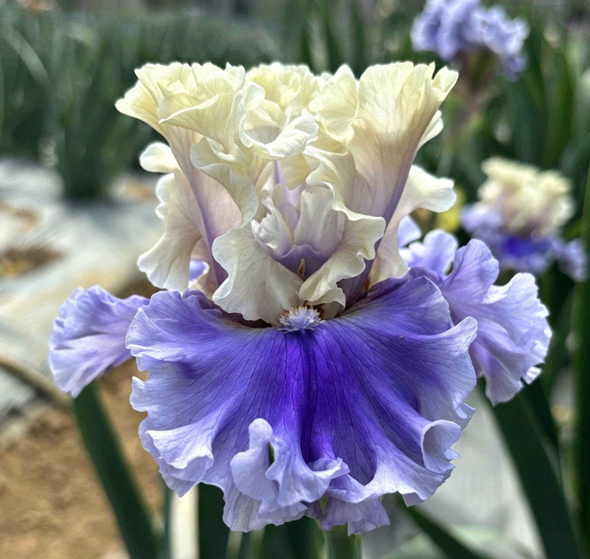 Podrobný popis semínák Iris Zebra – Exotická krása pro váš zahradní oázu