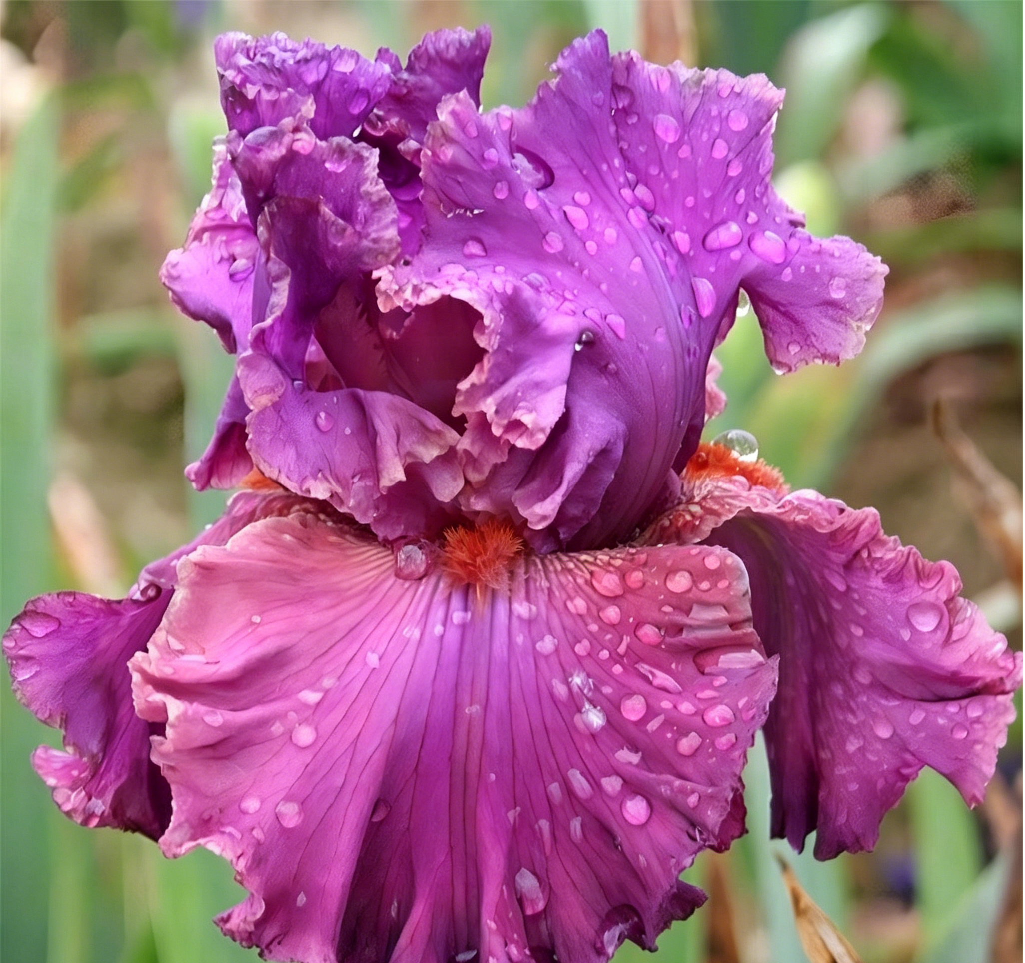 Podrobný popis semínák Iris Zebra – Exotická krása pro váš zahradní oázu