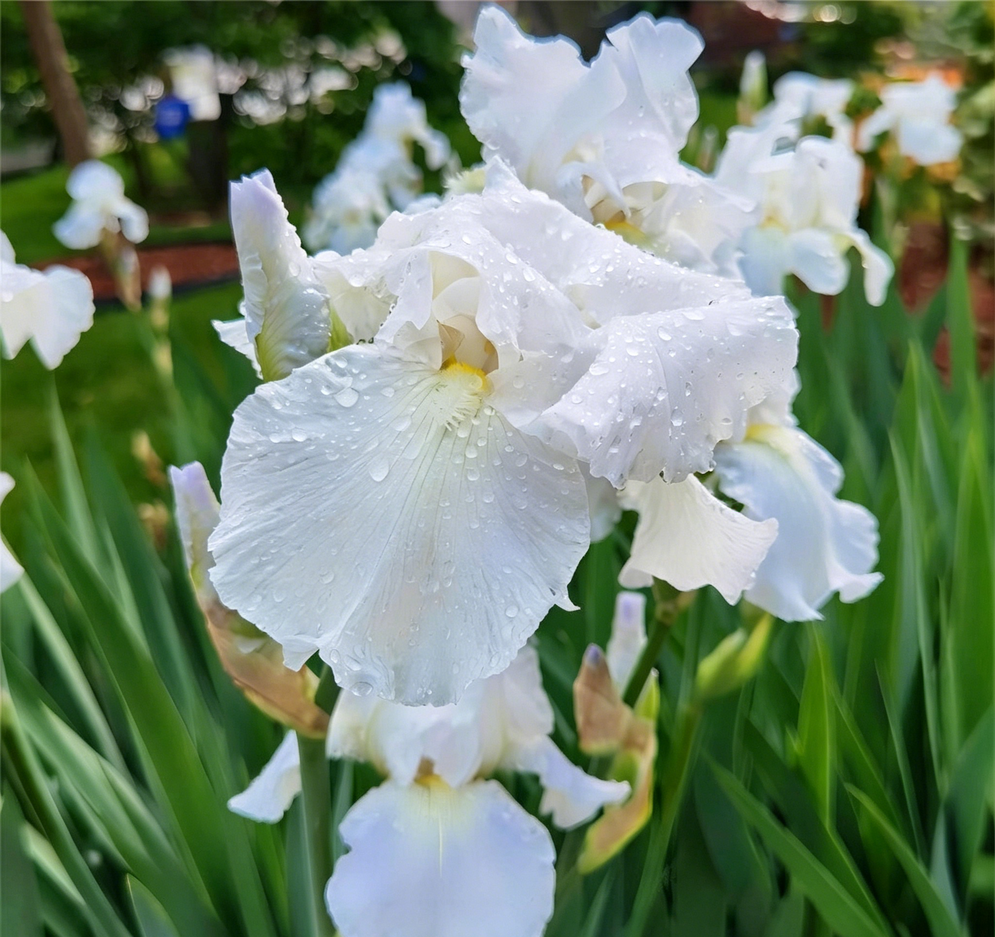 Podrobný popis semínák Iris Zebra – Exotická krása pro váš zahradní oázu