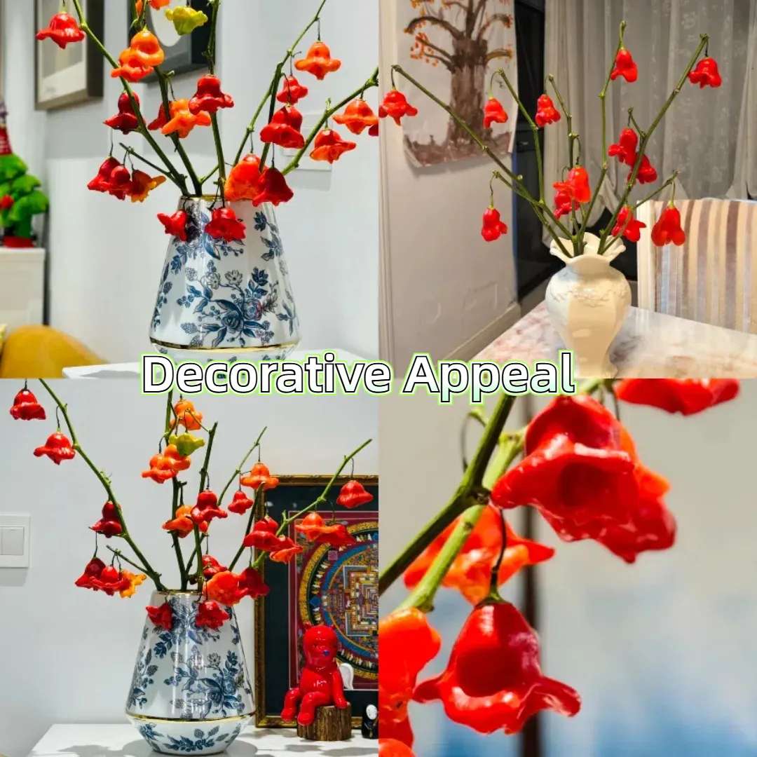 🎄Semínka vánočních paprik🌶️