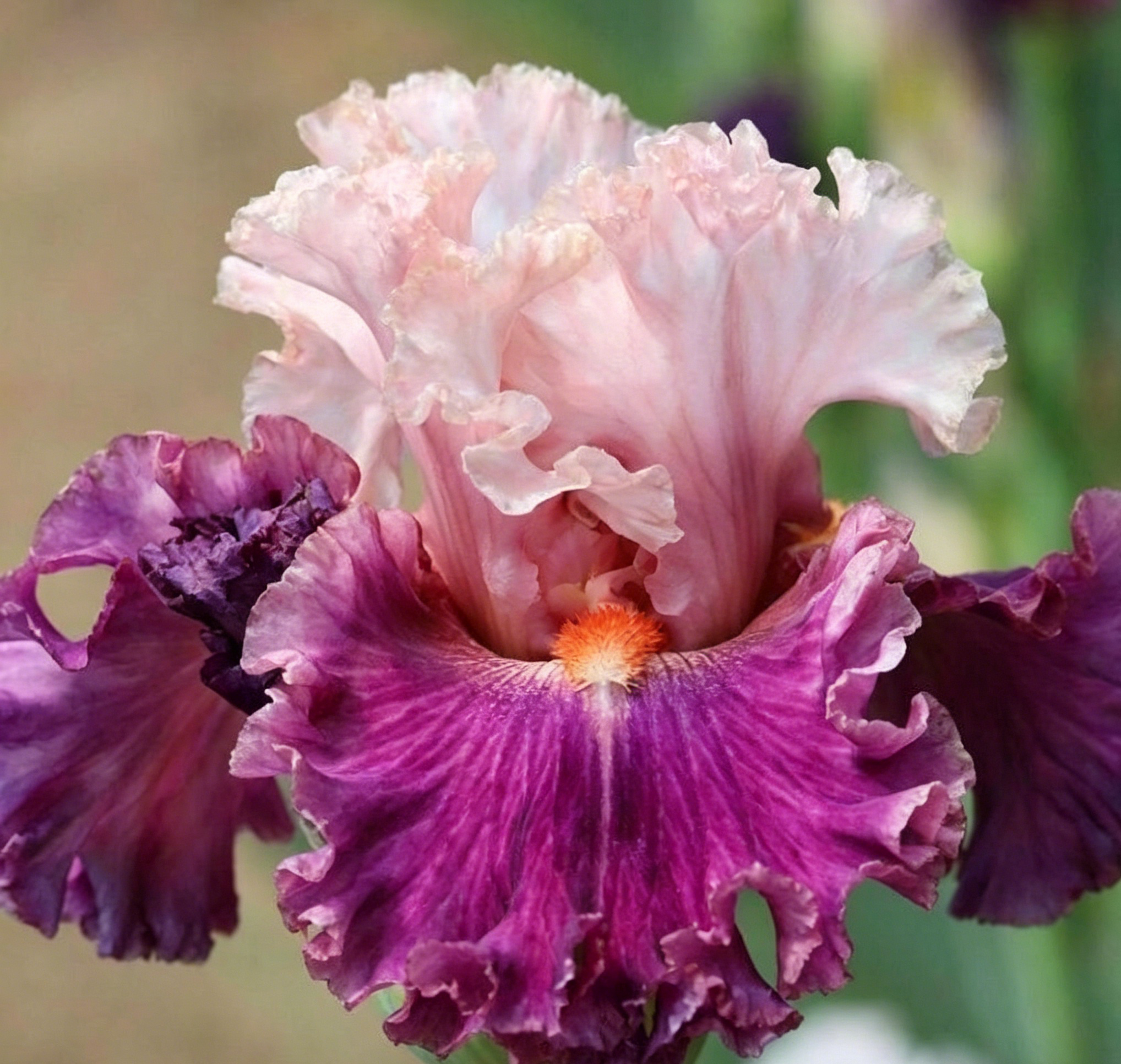 Podrobný popis semínák Iris Zebra – Exotická krása pro váš zahradní oázu