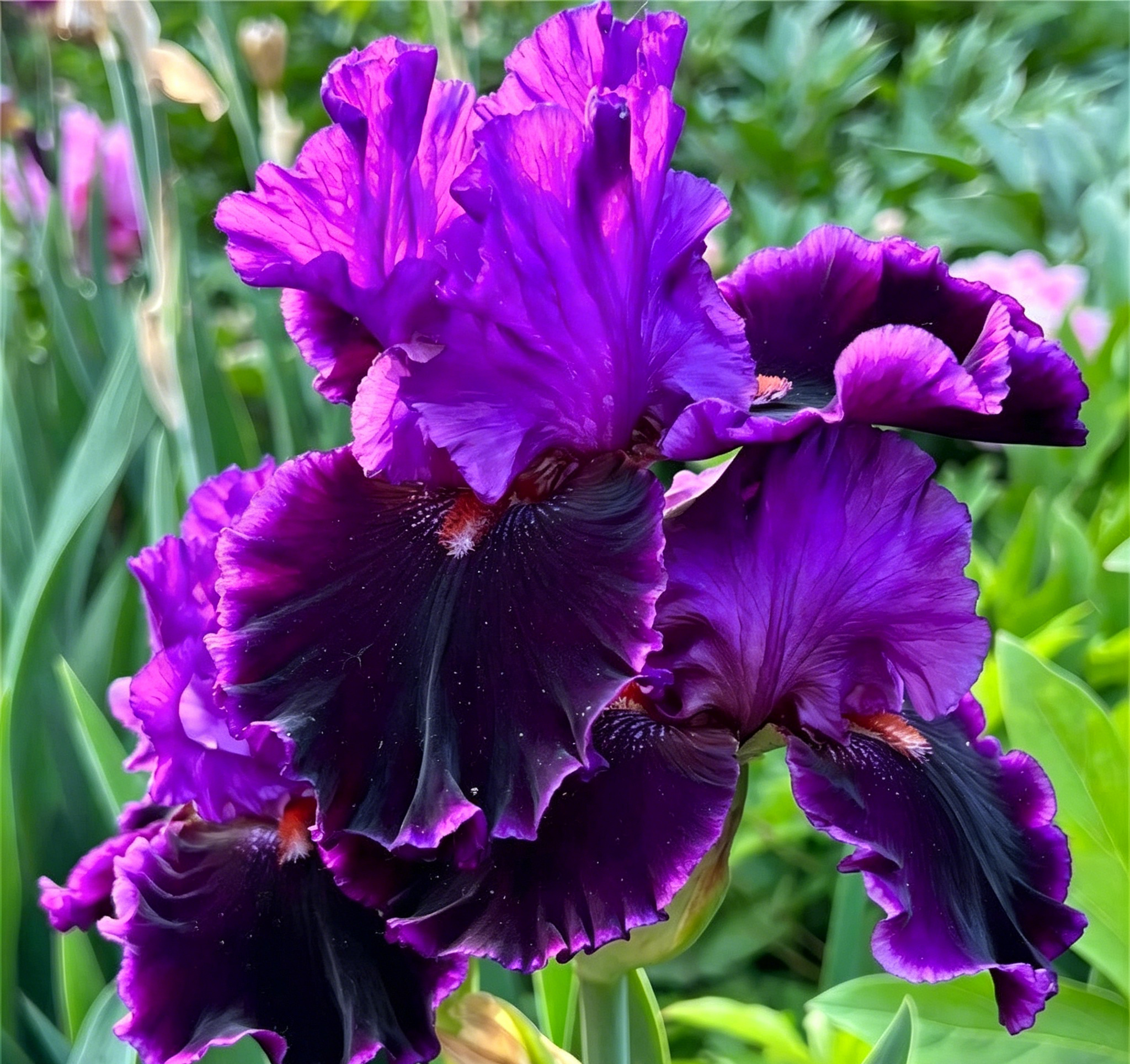 Podrobný popis semínák Iris Zebra – Exotická krása pro váš zahradní oázu