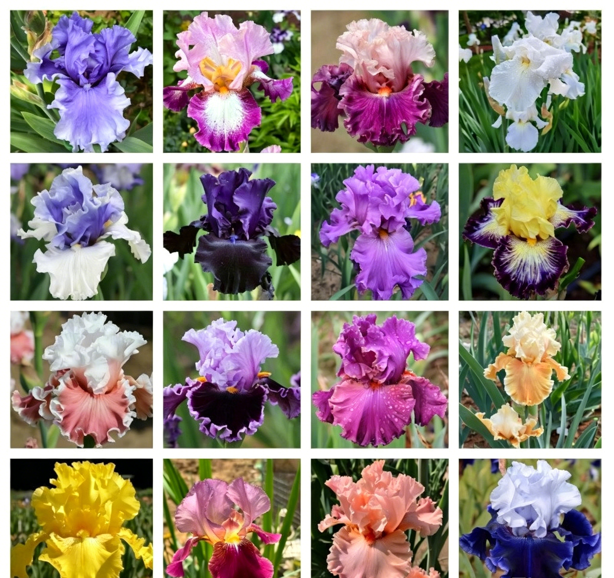 Podrobný popis semínák Iris Zebra – Exotická krása pro váš zahradní oázu