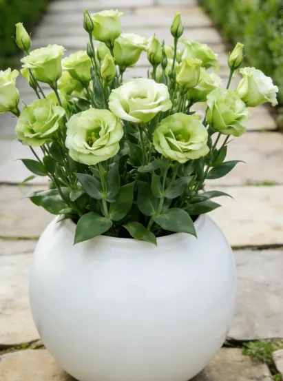 🔥 Jarní výprodej🌌 Zimně odolná, vysoce kvalitní semena lisijantů🌿 – Kvetoucí rostliny na jaro a léto