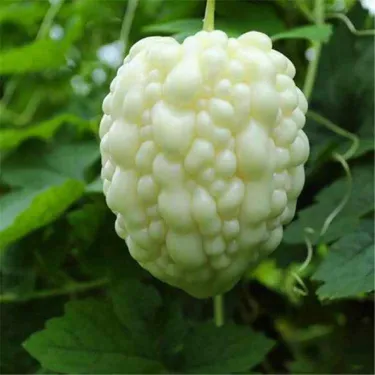 Semena bílého nefritu (hořkého melounu)