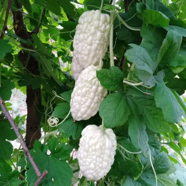 Semena bílého nefritu (hořkého melounu)