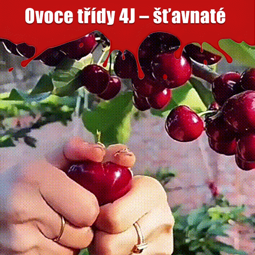 🌟 Obří, sladká semínka třešní – vypěstujte si doma obří, šťavnaté třešně!🍒✨(1 balení 50 semen)