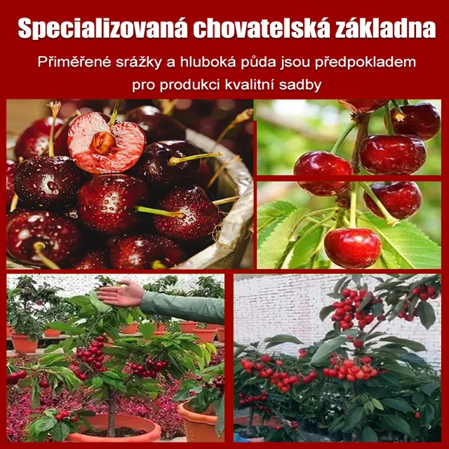 🌟 Obří, sladká semínka třešní – vypěstujte si doma obří, šťavnaté třešně!🍒✨(1 balení 50 semen)