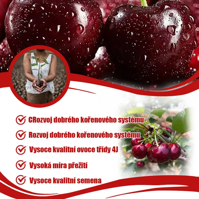 🌟 Obří, sladká semínka třešní – vypěstujte si doma obří, šťavnaté třešně!🍒✨(1 balení 50 semen)