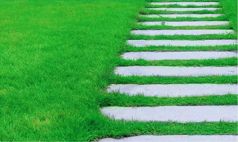 🌿 BIO Travní semena – Váš rychlý cesta k dokonalému zelenému trávníku(1 balení 1000 semen)