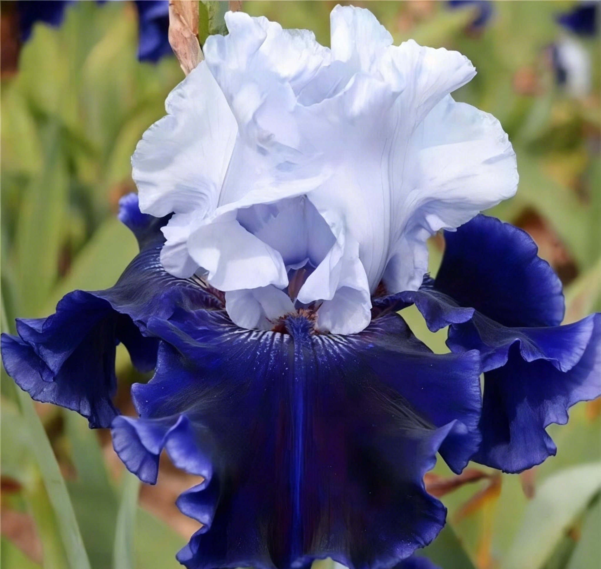 Podrobný popis semínák Iris Zebra – Exotická krása pro váš zahradní oázu