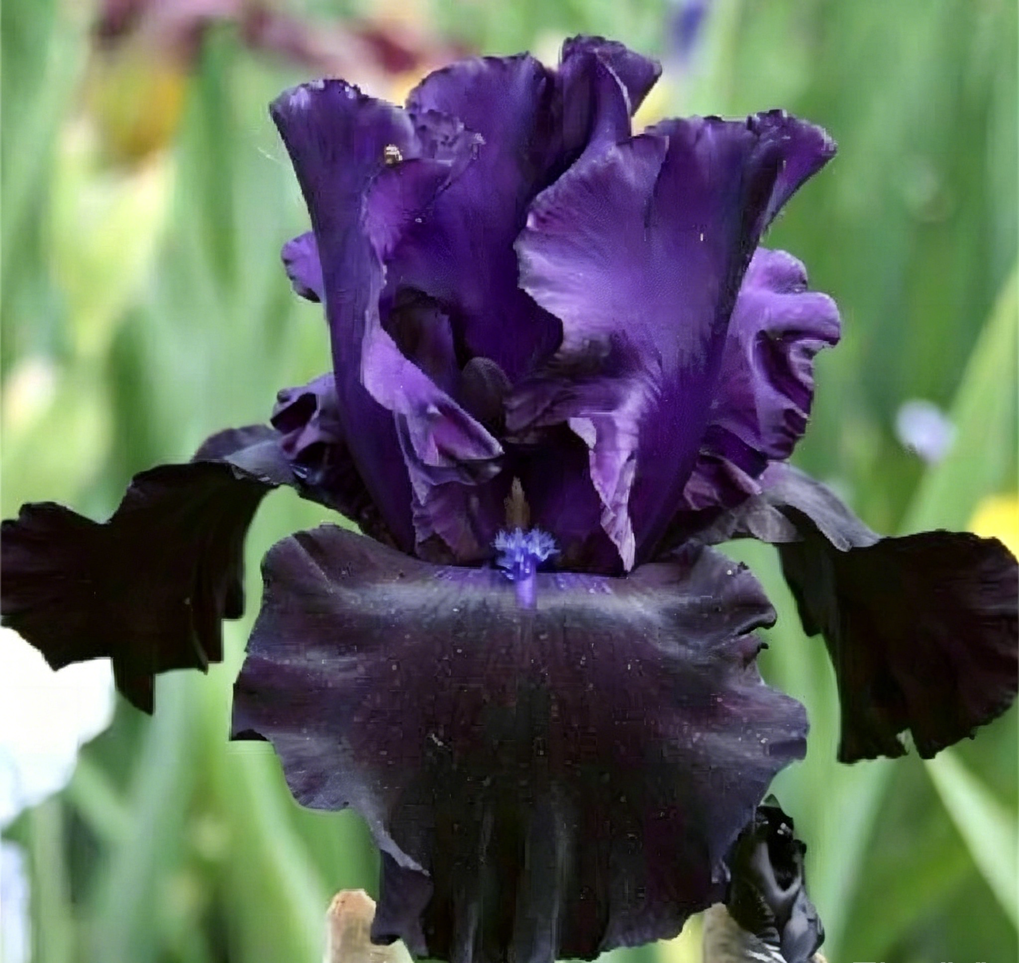 Podrobný popis semínák Iris Zebra – Exotická krása pro váš zahradní oázu