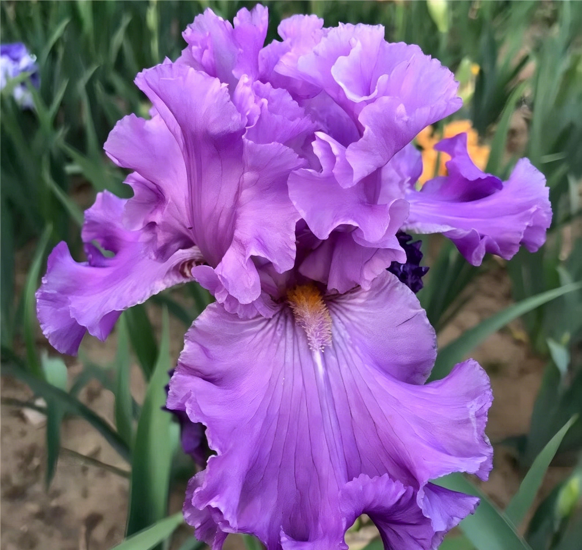 Podrobný popis semínák Iris Zebra – Exotická krása pro váš zahradní oázu