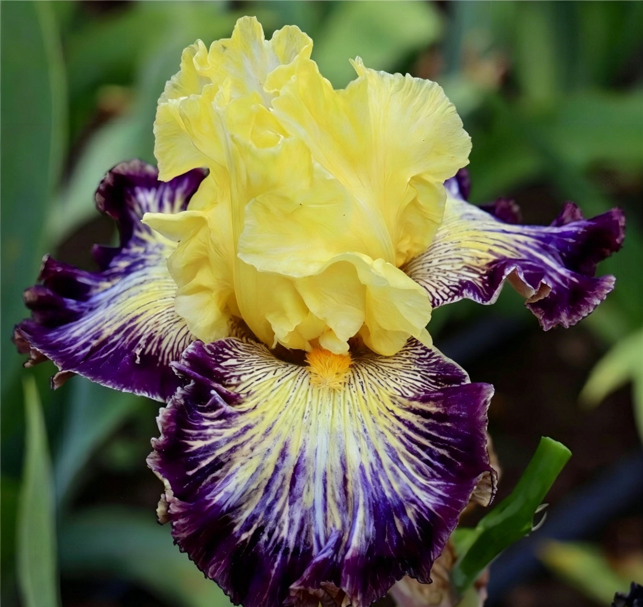 Podrobný popis semínák Iris Zebra – Exotická krása pro váš zahradní oázu