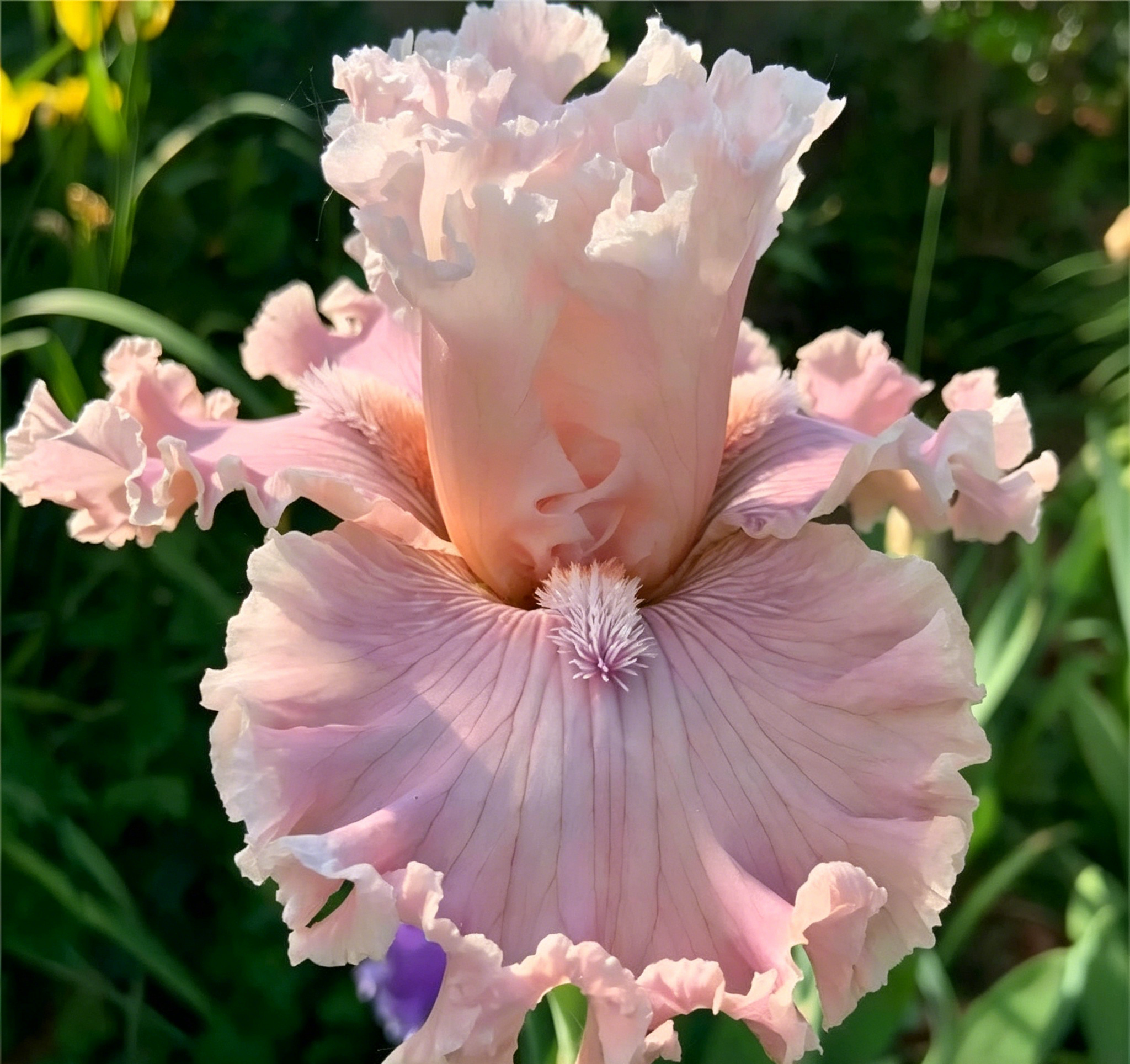 Podrobný popis semínák Iris Zebra – Exotická krása pro váš zahradní oázu