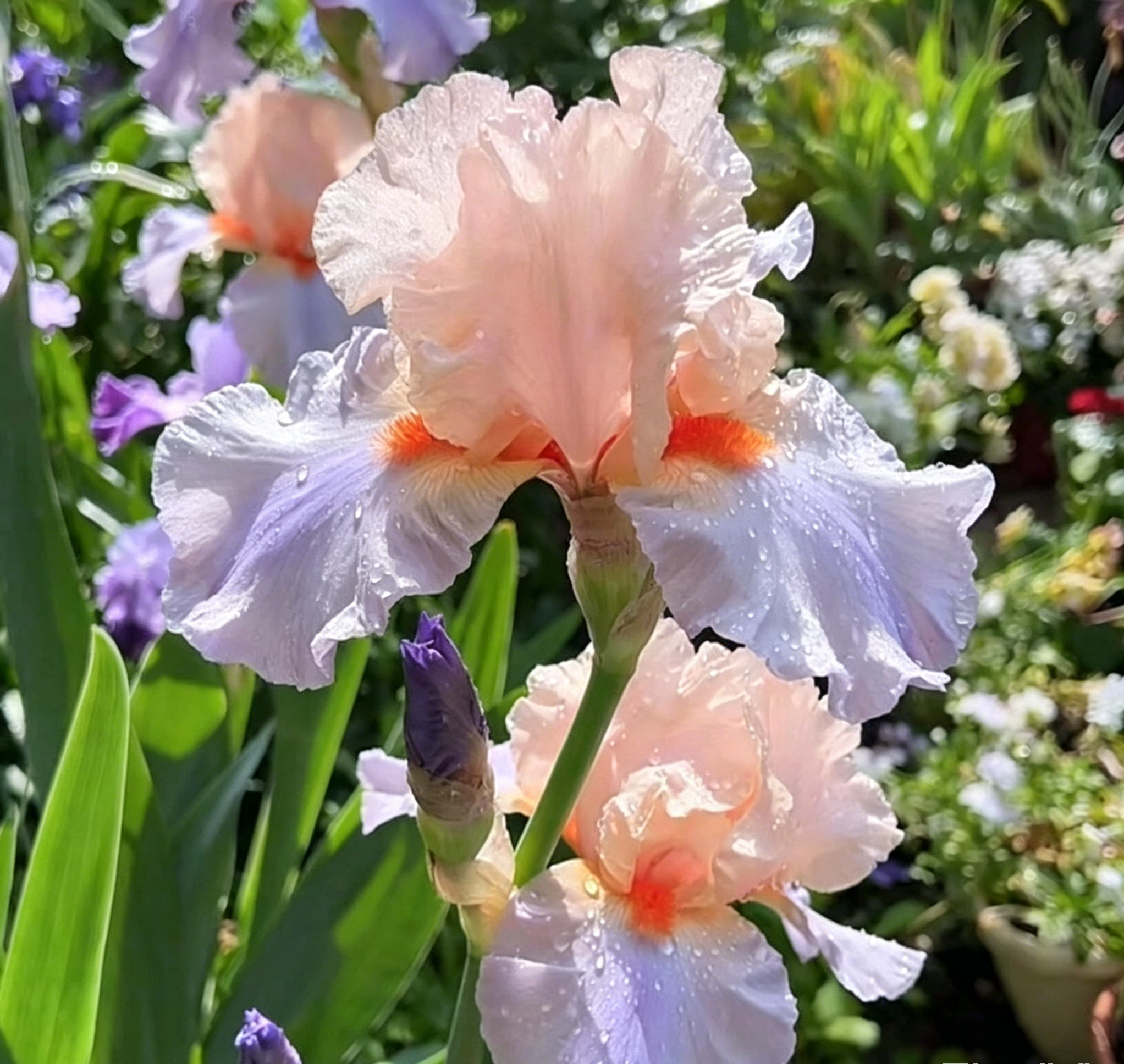 Podrobný popis semínák Iris Zebra – Exotická krása pro váš zahradní oázu