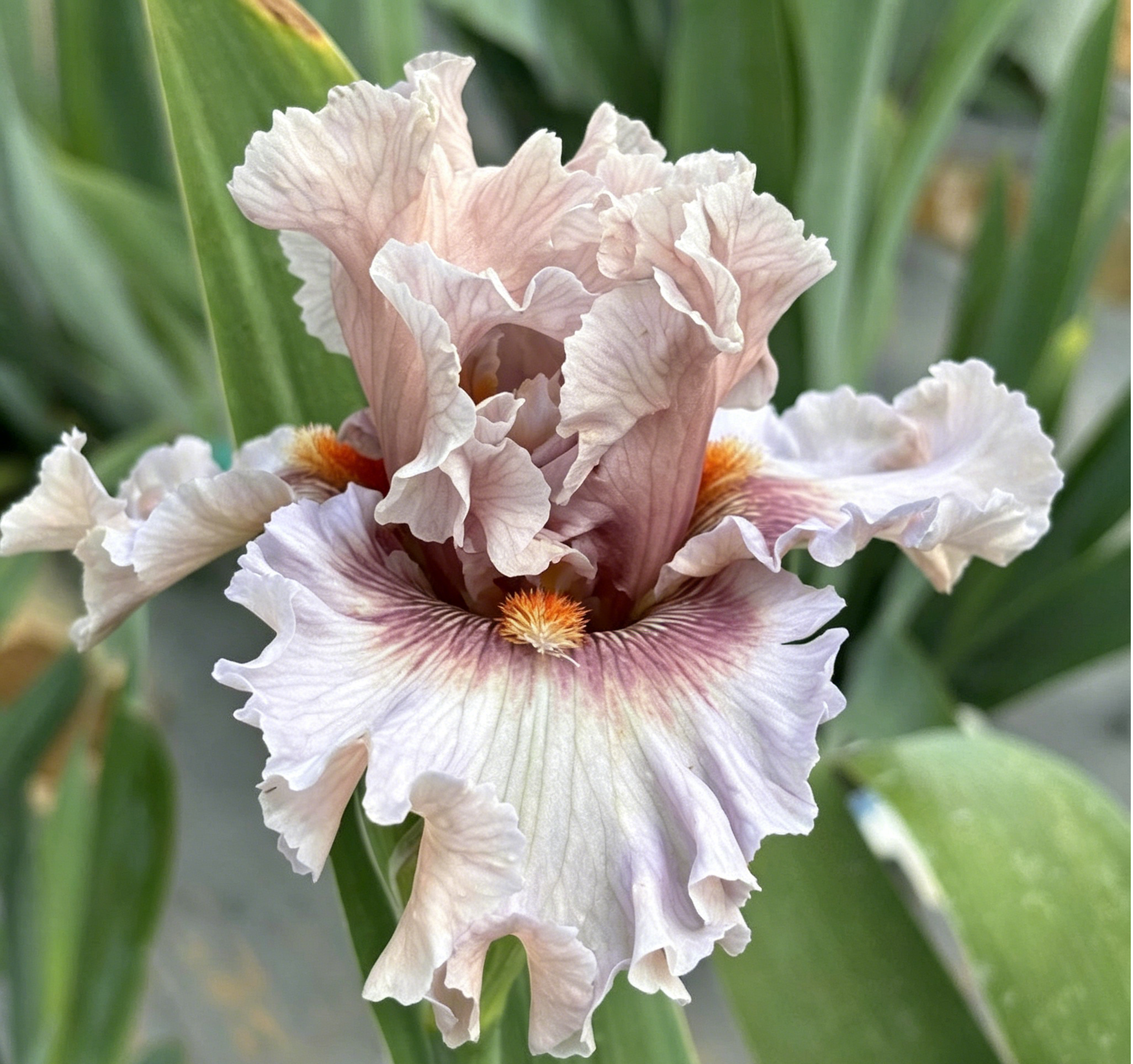 Podrobný popis semínák Iris Zebra – Exotická krása pro váš zahradní oázu