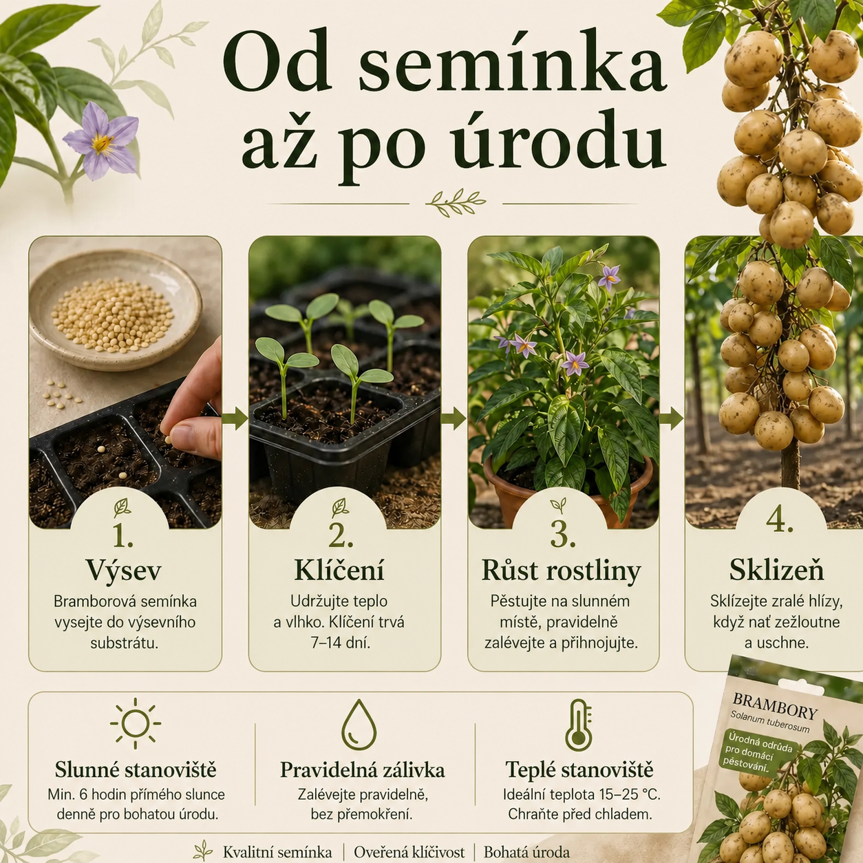 Semínka brambor, které rostou na stromech 🥔 Brambory pro líné(1 balení 200 semen)
