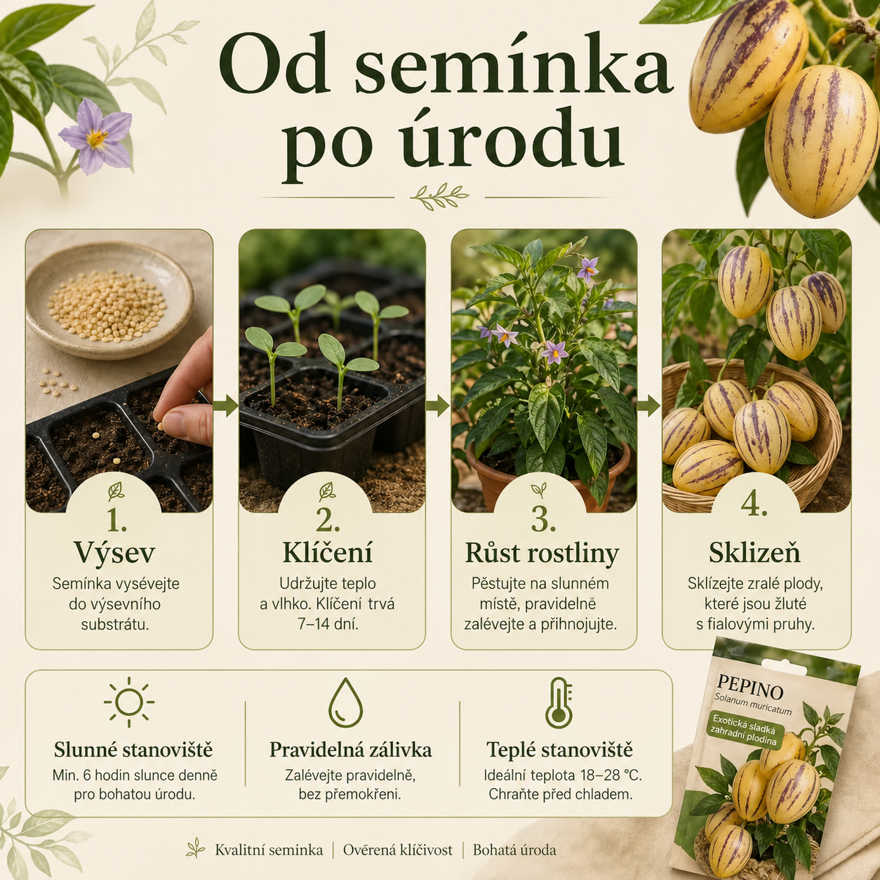 ✨️Raritá semena z plodů ženšenu🥭Bohatá na vitamíny a minerály!-50% sleva🔥(1 balení 100 semen)