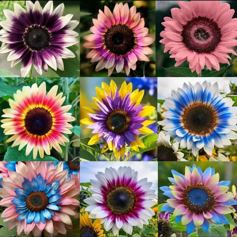 🌻Exotické barevné slunečnice - směs unikátních odrůd