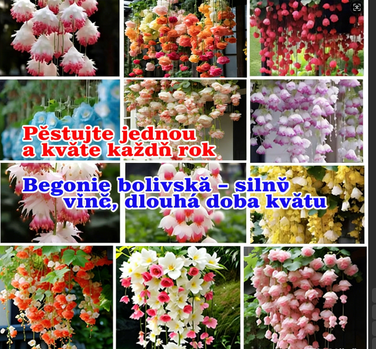 🌼Begonie bolivská – Kaskáda barevných květu pro váš balkón