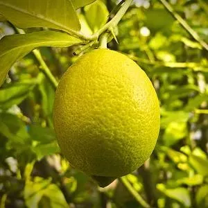 Semínka parfémovaného citronu 🍋 Vysoká klíčivost - kvetou a plodí po celý rok
