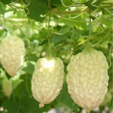 Semena bílého nefritu (hořkého melounu)