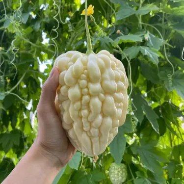 Semena bílého nefritu (hořkého melounu)