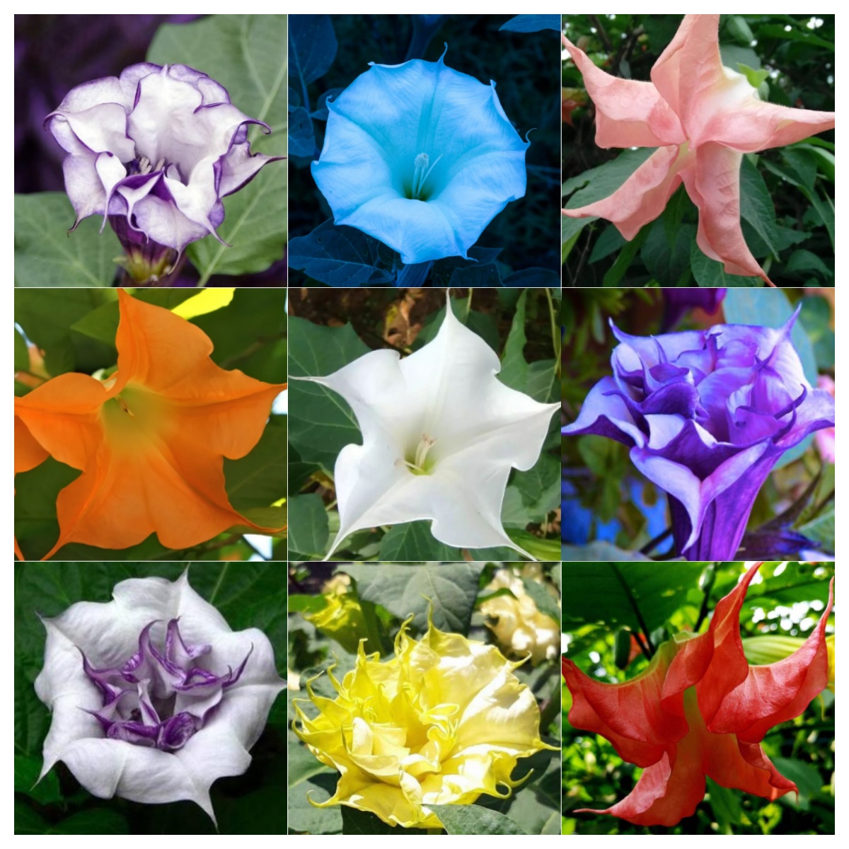 🌟 【Edycja limitowana]】Nasiona bielunia "Star Flower" | Zasadź swoją własną małą galaktykę ✨