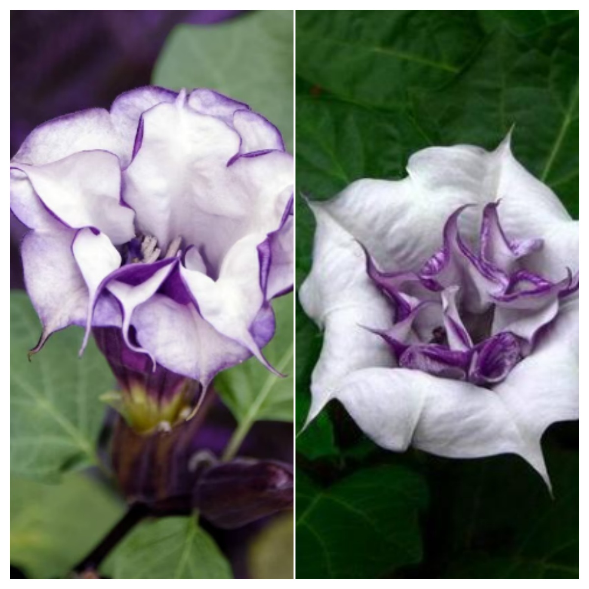 🌟 【Edycja limitowana]】Nasiona bielunia "Star Flower" | Zasadź swoją własną małą galaktykę ✨