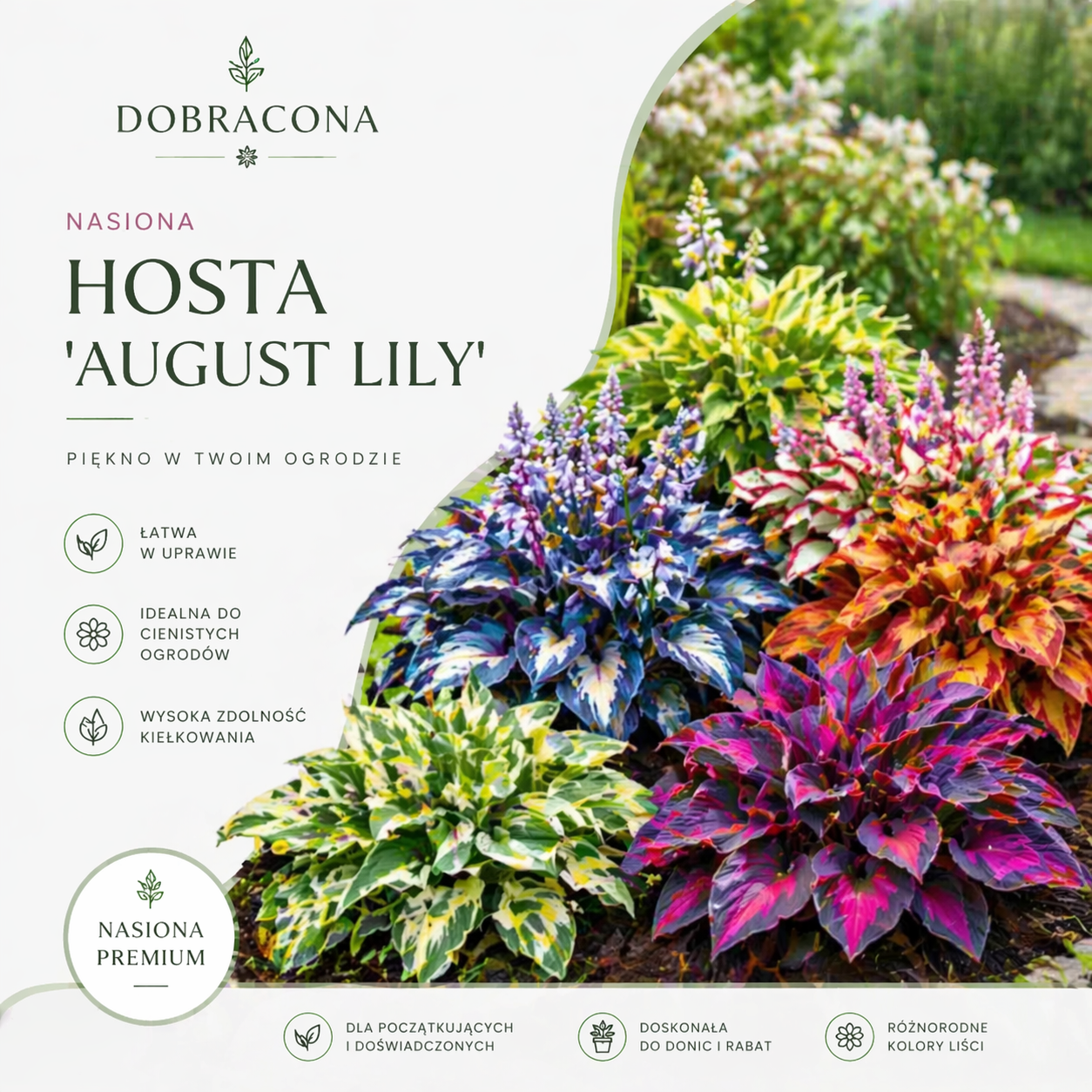 🔥 Promocja -50% na rzadkie nasiona Hosta! Piękne liście przez cały sezon(50 tabletek/opakowanie)