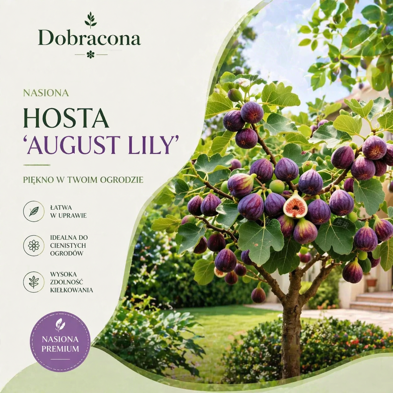 Nasiona fig – 🌟łatwe do wyhodowania na tarasie lub balkonie w domu(100 tabletek/opakowanie)