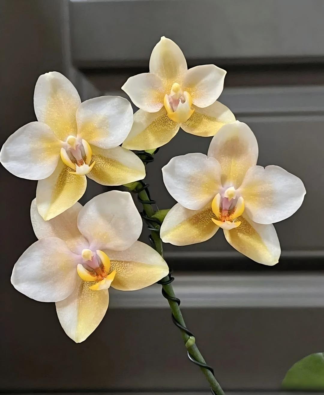 🔥🌱Wyprzedaż wiosenna – 50% zniżki przez ograniczony czas🌸Nasiona kwiatów motyli – przenieś raj do swojego ogrodu!