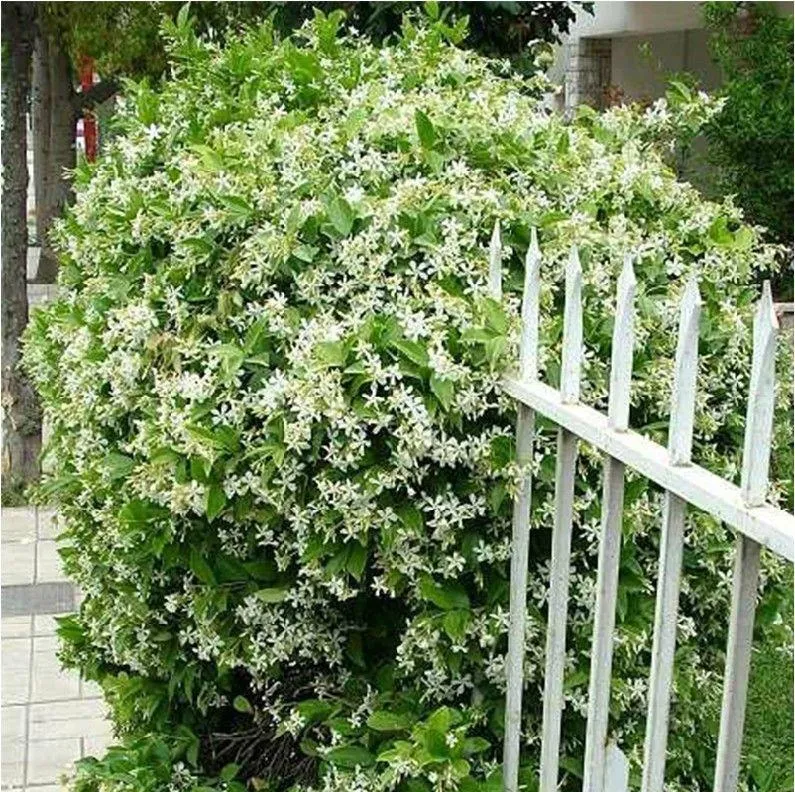 🌸 Nasiona jaśminu o podwójnych płatkach – stwórz pachnący ogród! 🌿❄️