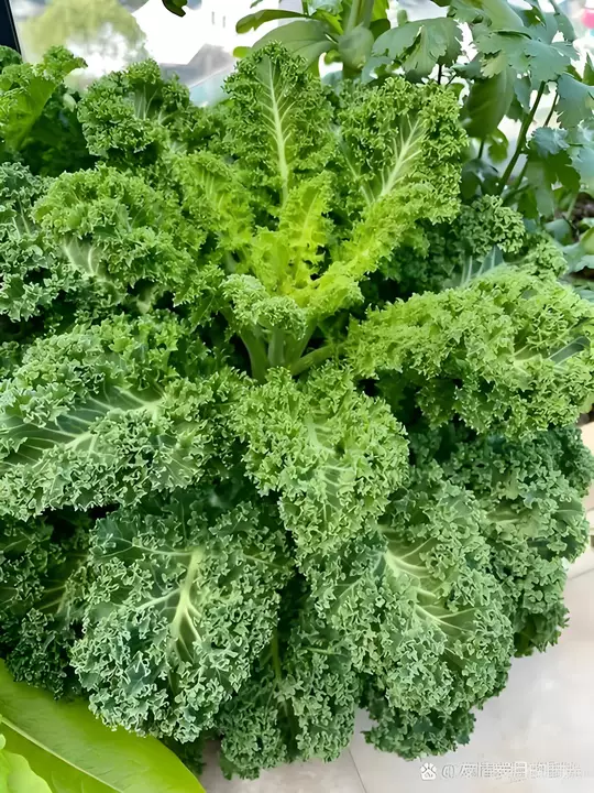 🌱【Król warzyw!】Nasiona jarmużu Hosteseeds — Twój mały, zdrowy ogródek warzywny zaczyna się od tego opakowania! 🌱