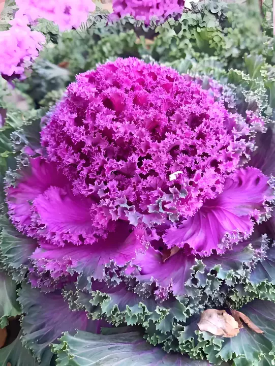 🌱【Król warzyw!】Nasiona jarmużu Hosteseeds — Twój mały, zdrowy ogródek warzywny zaczyna się od tego opakowania! 🌱