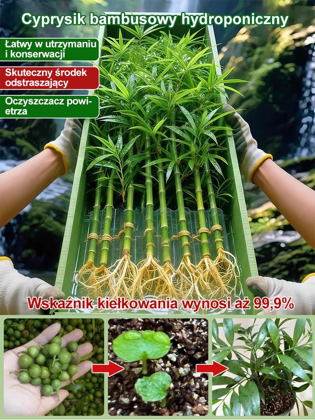 🌿 Nasiona bambusa przynoszące szczęście – zielony talizman ze Wschodu! 🌿