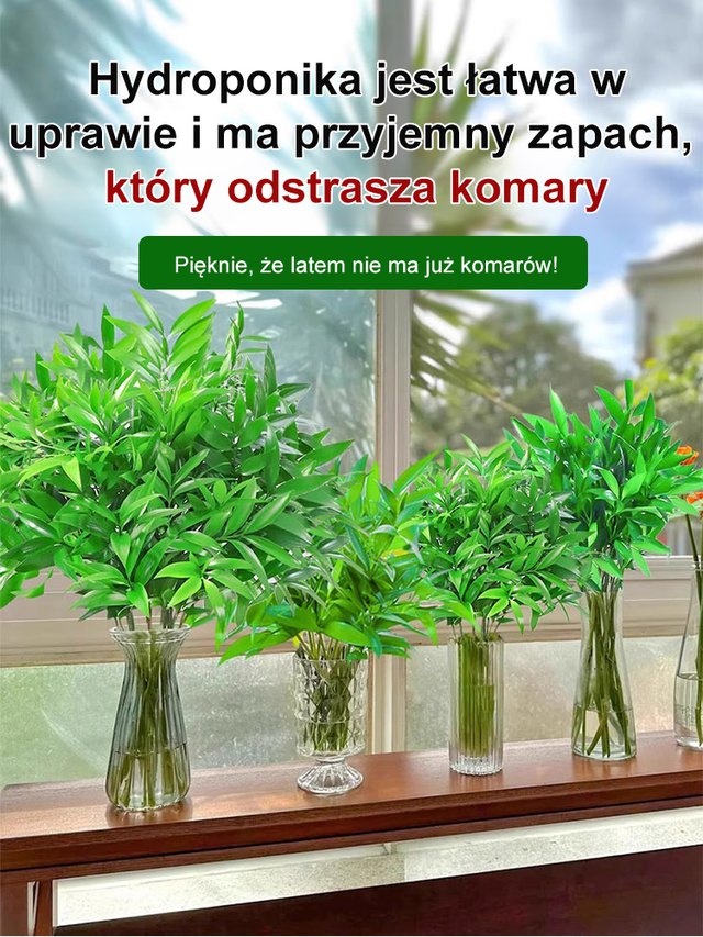 🌿 Nasiona bambusa przynoszące szczęście – zielony talizman ze Wschodu! 🌿