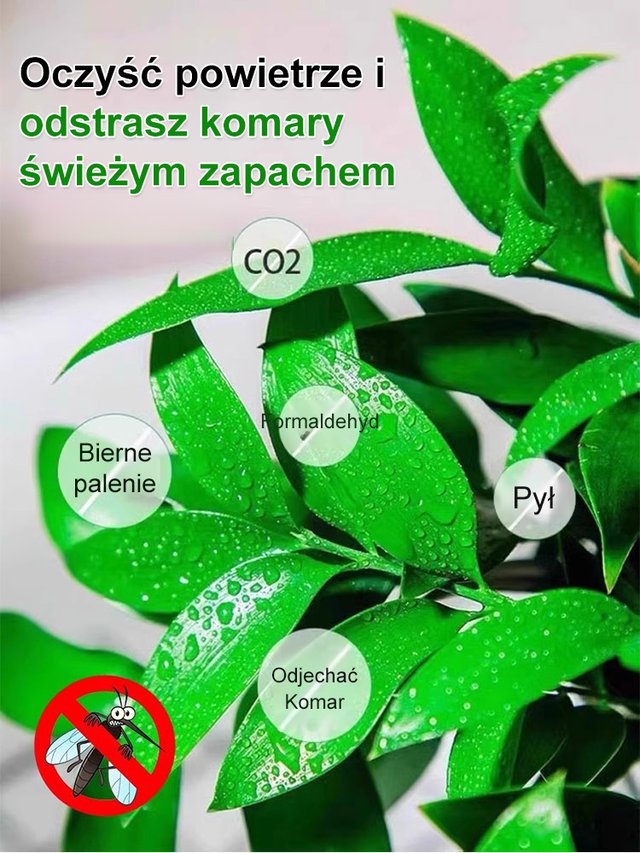 🌿 Nasiona bambusa przynoszące szczęście – zielony talizman ze Wschodu! 🌿