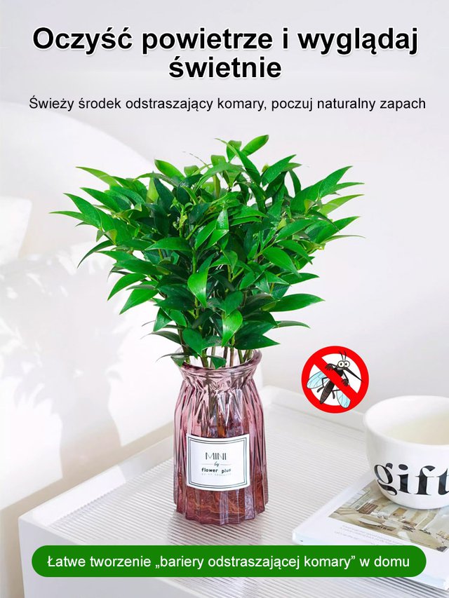 🌿 Nasiona bambusa przynoszące szczęście – zielony talizman ze Wschodu! 🌿