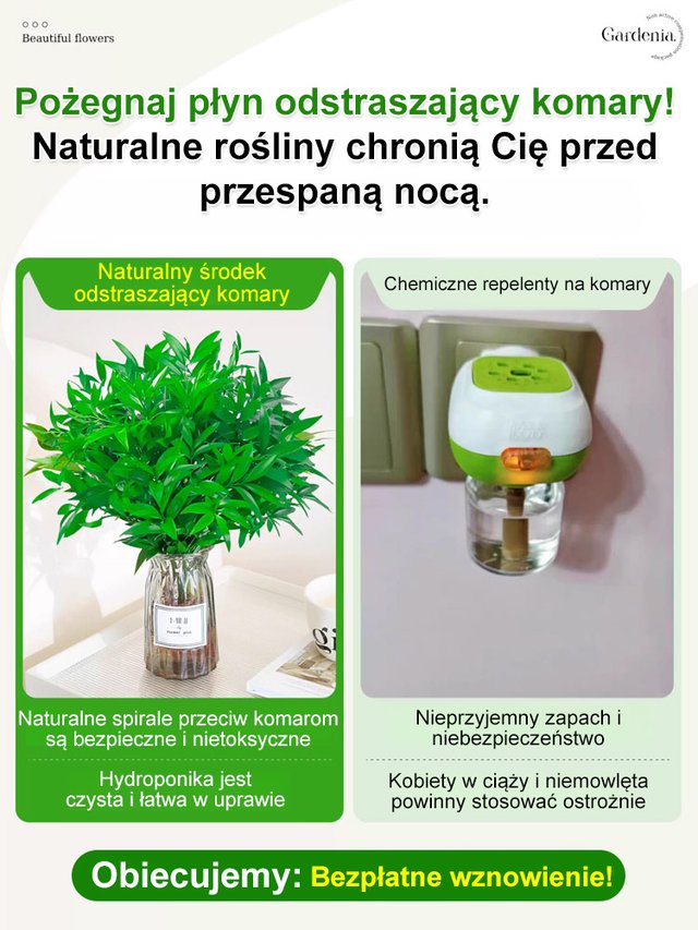 🌿 Nasiona bambusa przynoszące szczęście – zielony talizman ze Wschodu! 🌿