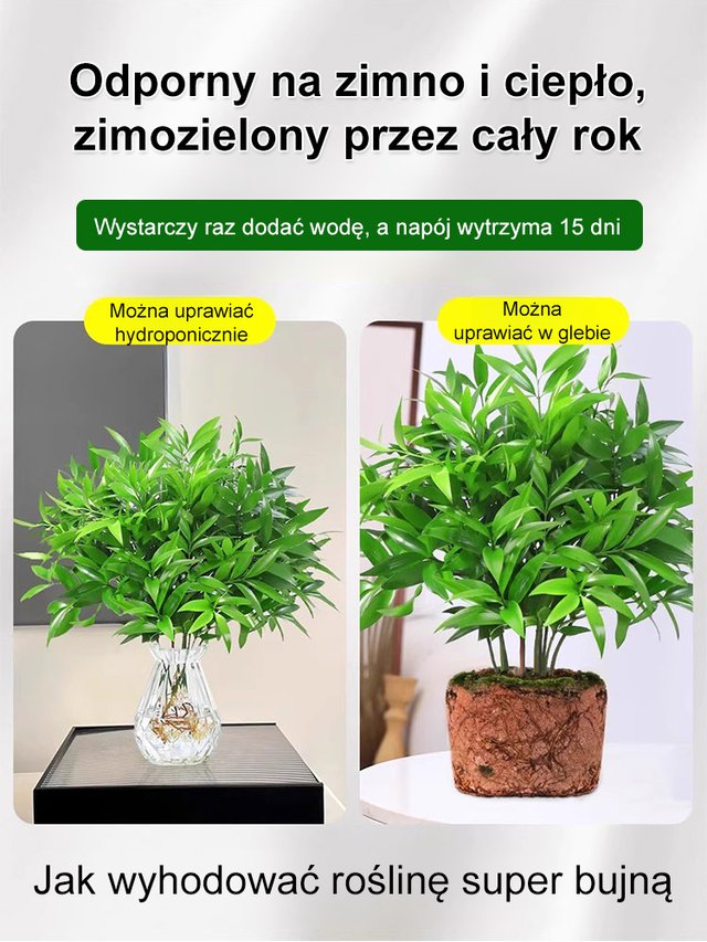 🌿 Nasiona bambusa przynoszące szczęście – zielony talizman ze Wschodu! 🌿